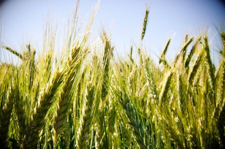 Green wheat fieldの写真素材