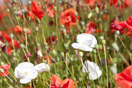 poppies の写真素材