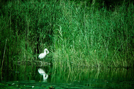 wild swan in reeds on the pondの写真素材