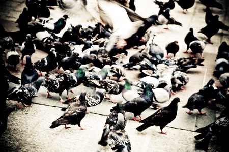 flock of pigeons on the market の写真素材