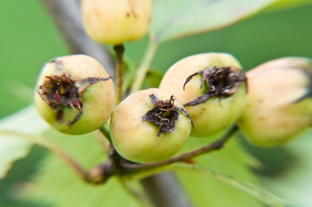 hawthorn fruit on green branchの写真素材