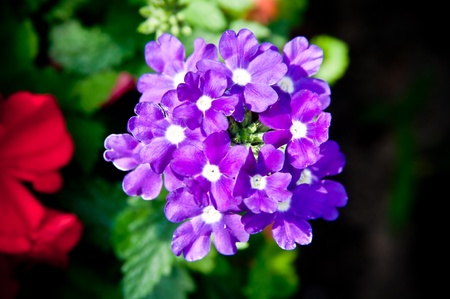 ripe geranium on the gardenの写真素材