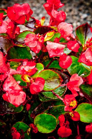 ripe geranium on the gardenの写真素材