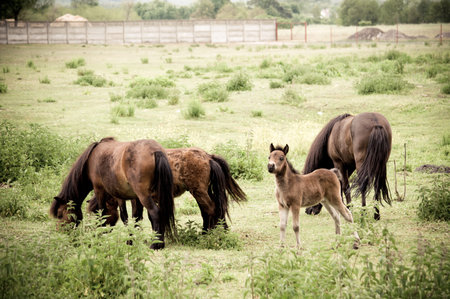 family of horses on the pasture の写真素材