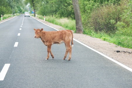 calf on the roadの写真素材