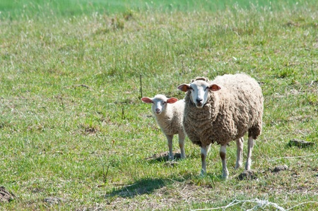 sheep on the pastureの写真素材