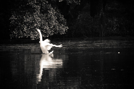 swan sailing on the lake in a forestの写真素材