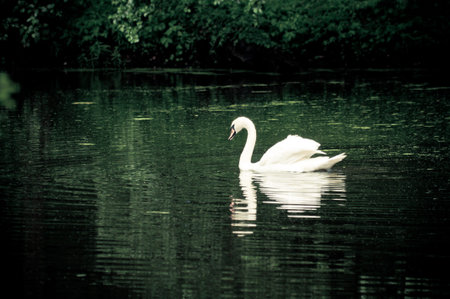 swan sailing on the lake in a forestの写真素材