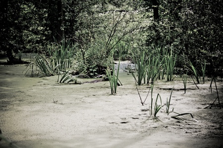 swamp in the forestの写真素材