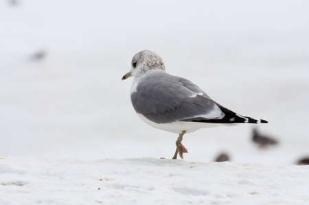seagull at winter timeの写真素材