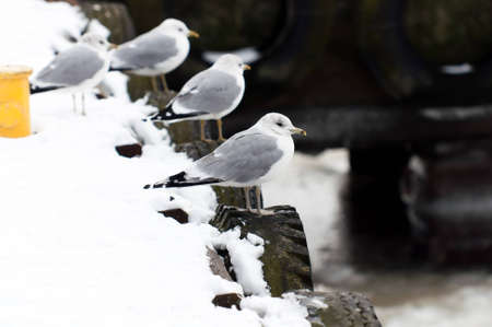 seagull at winter timeの写真素材
