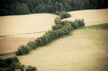 row of green trees across farm fieldの写真素材