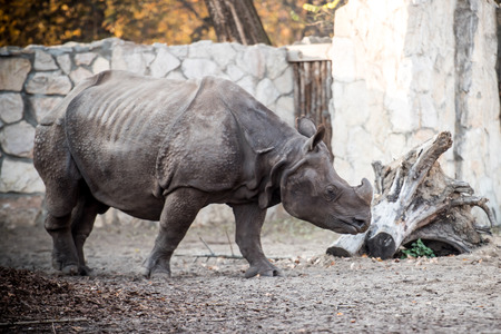 rhinoceros at the zooの写真素材