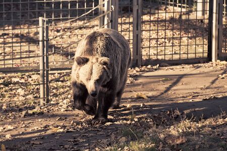 big brown grizzly bear at the zooの写真素材
