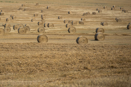 haystack on the farmfield after harvest