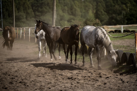 beautiful horses in a stud farmの写真素材