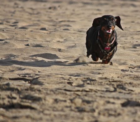 Dog on the runの写真素材