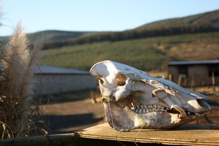 Head on a blockの写真素材