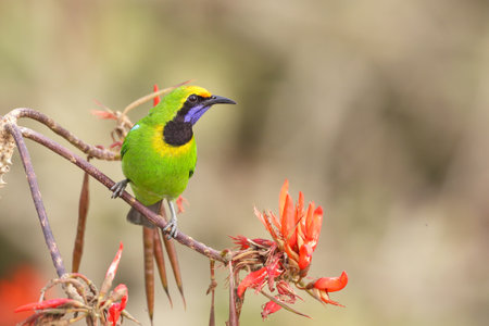 golden-fronted leafbird portrait with blur background.の写真素材