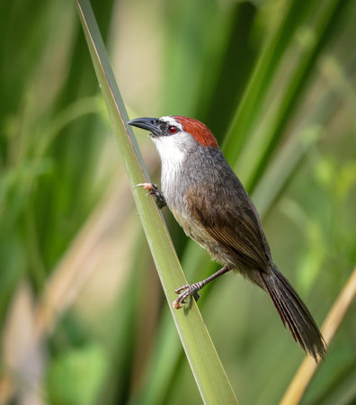 portrait of chestnut-capped babbler.chestnut-capped babbler is a passerine bird of the family...
