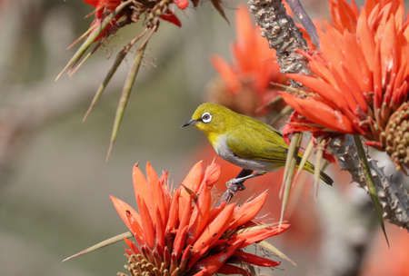 indian white-eye.The Indian white-eye, formerly the Oriental white-eye, is a small passerine bird in the white-eye family. It is a resident breeder in open woodland on the Indian subcontinent.の写真素材
