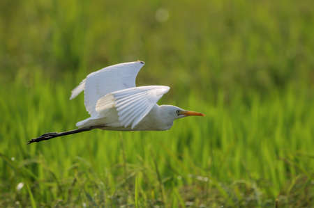 Cattle egret in flight.cattle egret is a cosmopolitan species of heron found in the tropics, subtropics, and warm-temperate zones.の写真素材