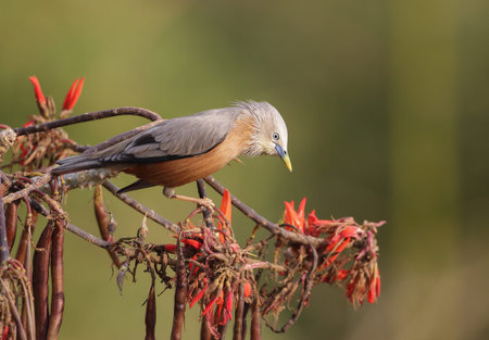 Chestnut-tailed starling or grey-headed starling or grey-headed myna.Satchari National Park,...