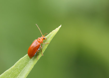Close-up, macro view of a small orange colour insect.の写真素材