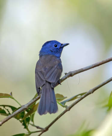 The black-naped monarch or black-naped blue flycatcher is a slim and agile passerine bird belonging to the family of monarch flycatchers found in southern and south-eastern Asia.の写真素材