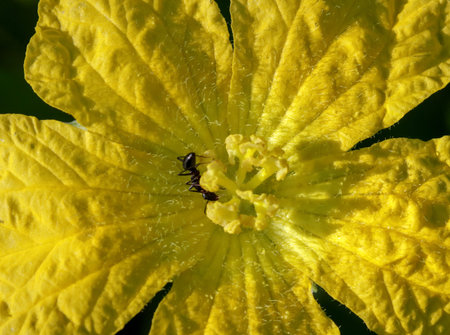 Black ant on yellow flower.の写真素材