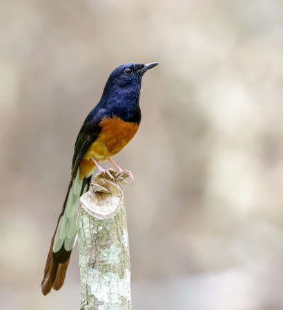 white-rumped shama male.The white-rumped shama is a small passerine bird of the family Muscicapidae.の写真素材