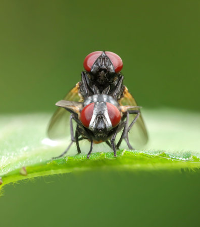 Fly mating closeup (macro) stock photo.