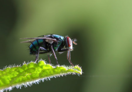 Close-up macro photo of fly.の写真素材