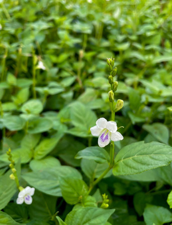 White wild flower on a green background stock photo.