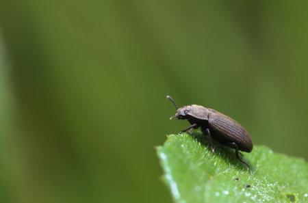 Close up photo of Brown colored bug.
