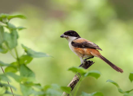 long-tailed shrike or rufous-backed shrike stock photo.の写真素材