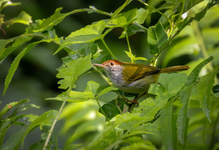 Dark-necked tailorbird.dark-necked tailorbird is a songbird species. Formerly placed in the Old...