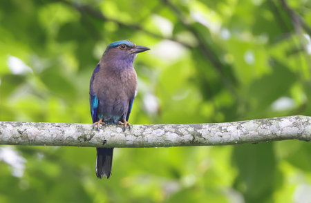 The Indian roller is a bird of the family Coraciidae.の写真素材