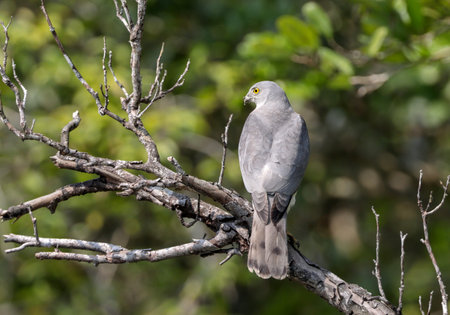 A black-necked goshawk (Accipiter nisus) perched on a branch in the Kruger National Park, South...
