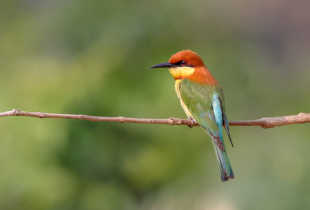 green bee-eater, also known as little green bee-eater, is a near passerine bird in the bee-eater...