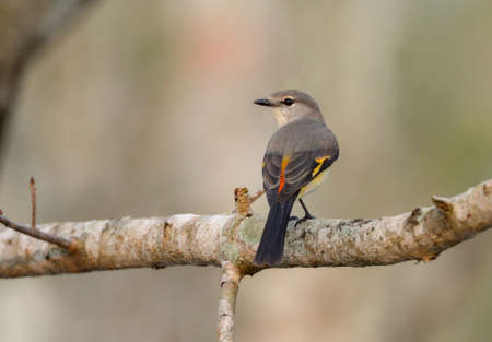 small minivet is a small passerine bird. This minivet is found in tropical southern Asia from the Indian subcontinent east to Indonesia.の写真素材