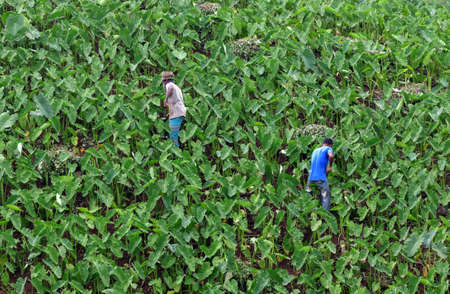 Farmers are working in the jhum Cultivation.this photo was taken from Khagrachari,Chittagong, Bangladesh.の写真素材