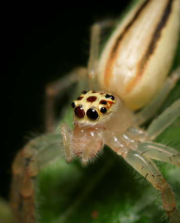 Close up macro shot of forest spider on leaf.