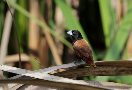 The chestnut munia or black-headed munia is a small passerine.の写真素材