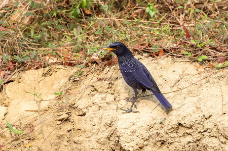 blue whistling thrush is a whistling thrush that is found in the mountains of Central Asia, South...