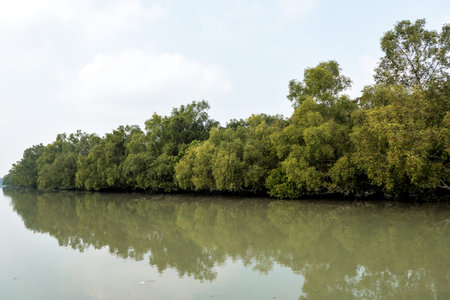 Sundarbans is a tidal wetland forest delta with an area of about 10,200 square km across India and...