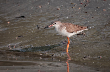 common redshank or simply redshank (Tringa totanus) is a Eurasian wader in the large family Scolopacidae.this photo was taken from sundarbans,Bagladesh.の写真素材