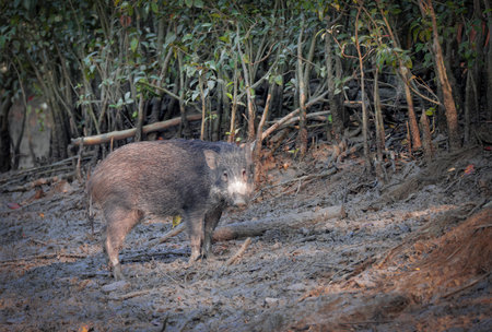 Wild Boar in Sundarbans.this photo was taken from Sundarbans National Park,Bangladesh.