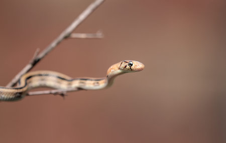 copper-headed trinket snake is a nonvenomous species of colubrid snake.