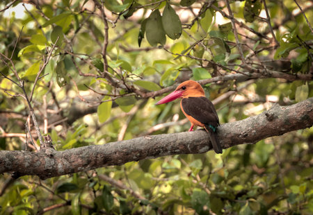 Brown-winged kingfisher is a species of bird in the subfamily Halcyoninae. It is found along the north and eastern coasts of the Bay of Bengal, occurring in the countries of Bangladesh and India.の写真素材